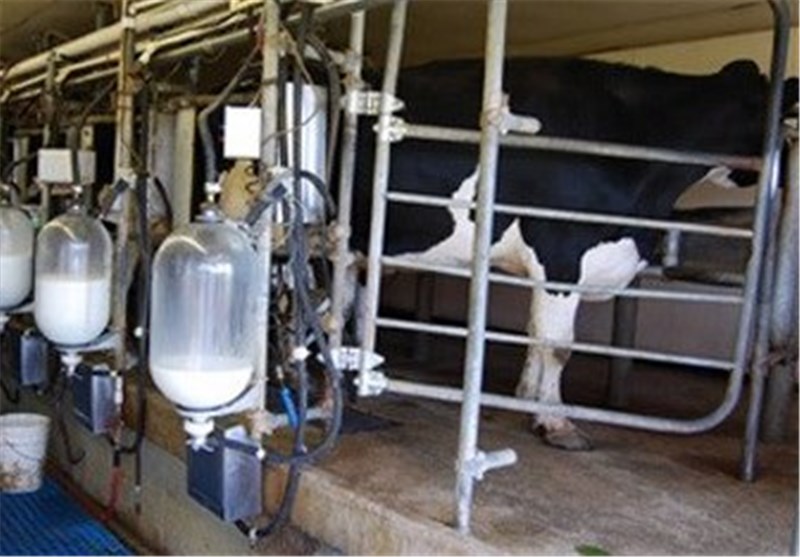 خرید 7100 تن شیر از دامداران خراسان‌رضوی/ محدودیتی برای میزان خرید وجود ندارد