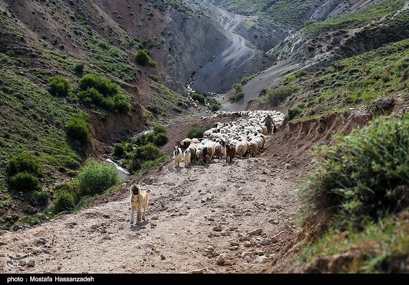 شروع فصل دوشیدن دام در روستای چپانلوشیروان (خراسان شمالی)