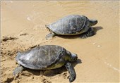 عملیات تخم‌گذاری لاک‌پشت دریایی پوزه عقابی در مناطق نایبند و نخیلوی استان بوشهر آغاز شد