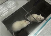 Mice Regrow Brain Tissue after Stroke with Bioengineered Gel