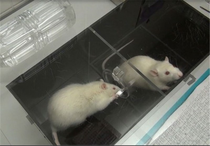 Mice Regrow Brain Tissue after Stroke with Bioengineered Gel