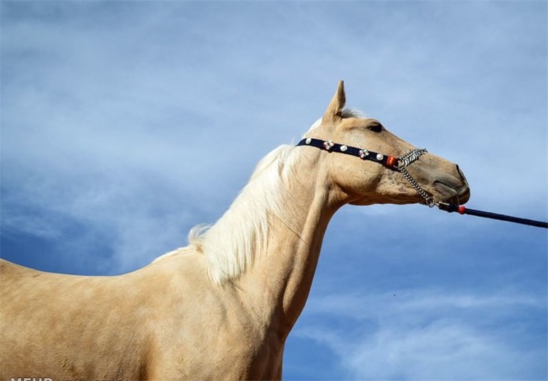 اسب‌های اصیل در خمینی‌شهر شناسنامه‌دار می‌شوند