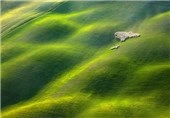 تصاویر زیبا از چرای گوسفندان در مزارع ایتالیا