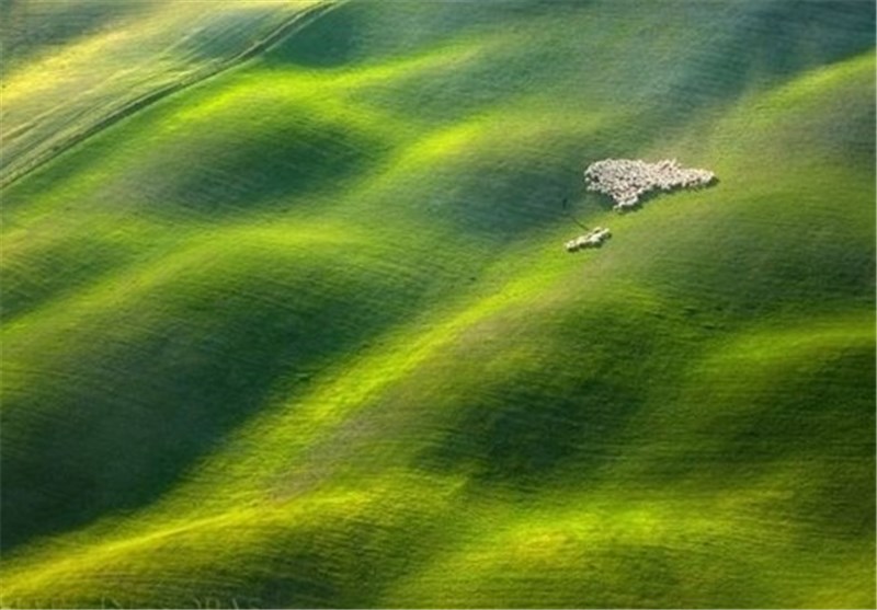 تصاویر زیبا از چرای گوسفندان در مزارع ایتالیا