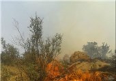 14 مورد آتش سوزی امسال در مناطق حفاظت شده ایلام رخ داد