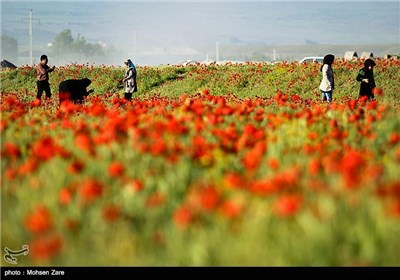 Iran's Beauties in Photos: Red Anemone Flowers