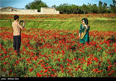Iran's Beauties in Photos: Red Anemone Flowers