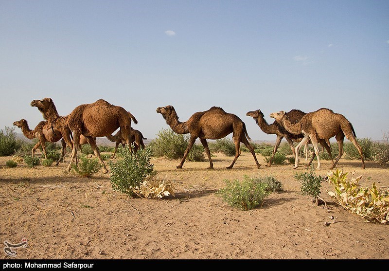 ورود سرمایه‌گذار خارجی به پرورش شتر در استان فارس