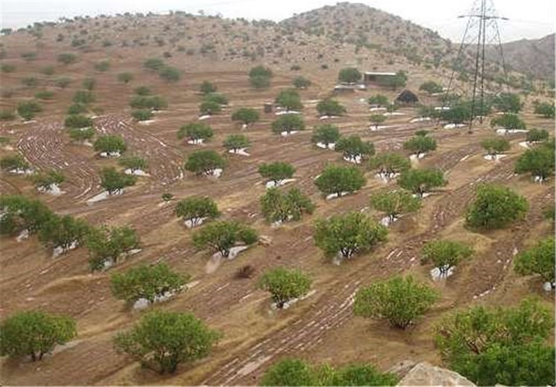 ثبت نظام انجیر دیم استهبان در جیاس فائو