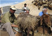 واکسیناسیون دام در شهرستان قلعه گنج آغاز شد