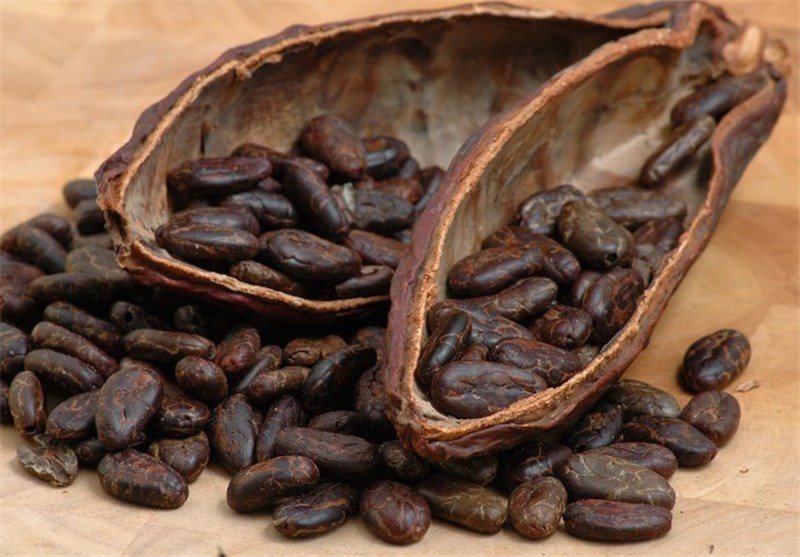 کود بیولوژیک ایرانی مزارع کاکائو در آفریقا را نجات داد