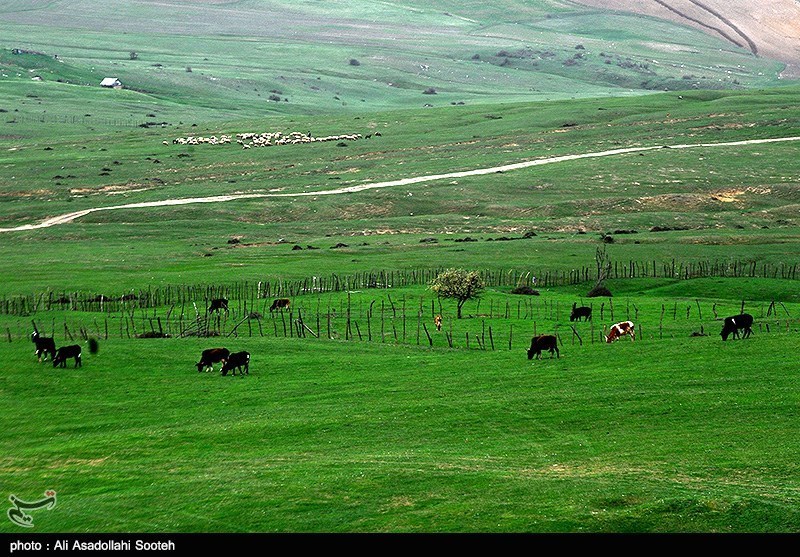 طبیعت بهاری گیلان