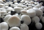 سالانه بیش از 5 هزار تن قارچ خوراکی در دزفول تولید می‌شود
