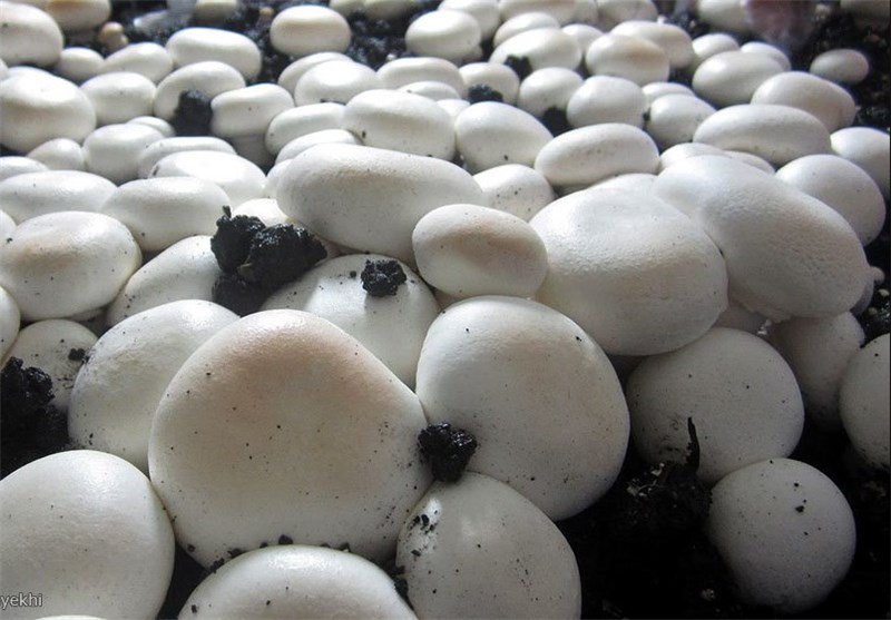 6 هزار تن قارچ دکمه‌ای در چهارمحال و بختیاری تولید می‌شود