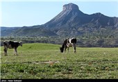 طبیعت بهاری ایلام