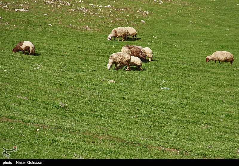 طبیعت بهاری ایلام