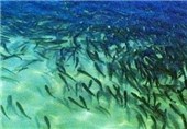 یک میلیون بچه ماهی در رودخانه سفیدرود گیلان رهاسازی شد