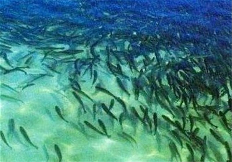 5 میلیون قطعه بچه ماهی سفید در رودخانه‌های مازندران رهاسازی شد