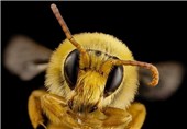 کلیپ نفس گیر از 21 روز ابتداییِ تولد زنبور عسل