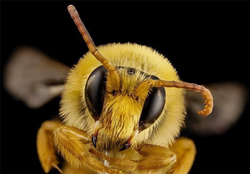 واحدهای پرورش زنبورعسل درشهرستان البرز افزایش یابد