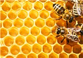 ستاد گرده‌افشانی زنبور عسل در استان اردبیل فعال شد