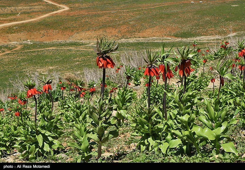 طبیعت بهاری کوهرنگ - چهارمحال و بختیاری