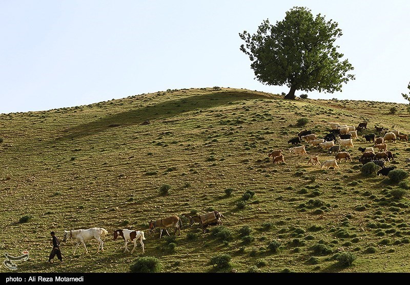 طبیعت بهاری کوهرنگ - چهارمحال و بختیاری