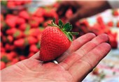 کردستان در تولید توت فرنگی رتبه اول کشور را کسب کرد/ تصویب 5 هزار هکتار از اراضی استان برای توسعه باغات دیم