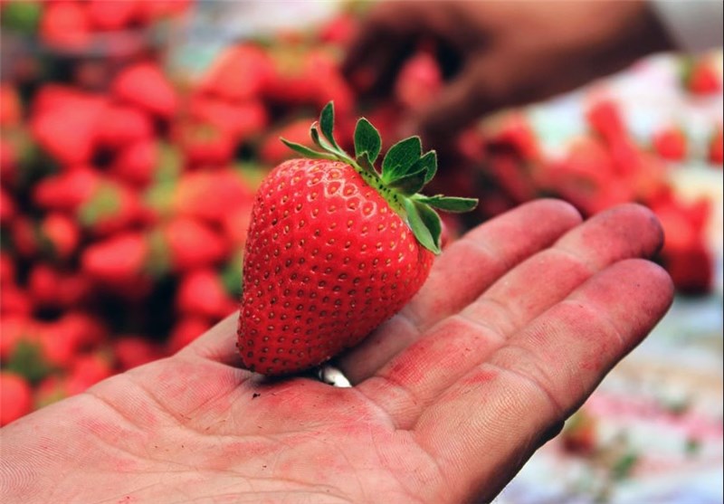 80 درصد توت‌ فرنگی کشور در کردستان تولید می‌شود