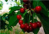 تصاویر میوه های بهاری باغهای کوه فلک