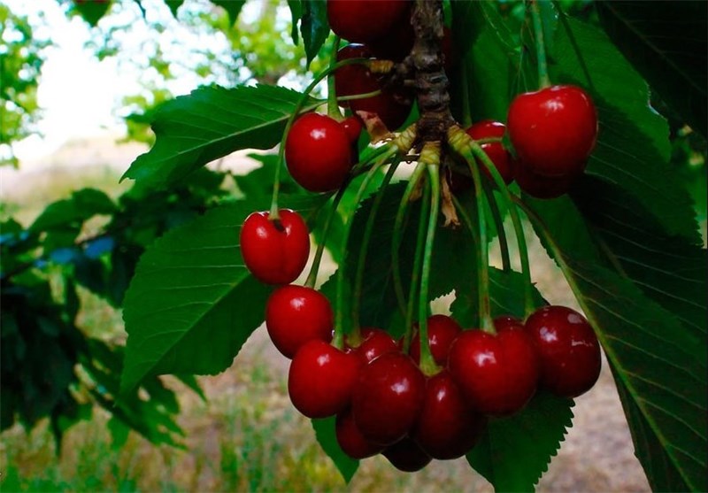 تصاویر میوه های بهاری باغهای کوه فلک
