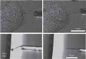 Manipulating Cell Membranes Using Nanotubes