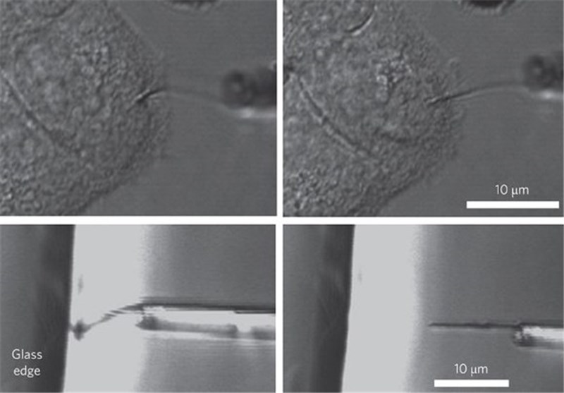 Manipulating Cell Membranes Using Nanotubes