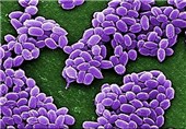 باکتری مهلک سیاه زخم از پنتاگون به استرالیا رسید