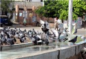 هند کبوتر شبه جاسوس را در مرز پاکستان شکار کرد