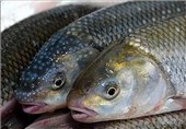 تولید ماهیان سرد آبی در لرستان 30 درصد کاهش یافت