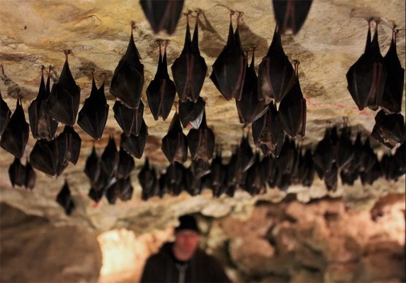 4 هزار خفاش دم‌موشی در غار کرمانچی بزمان زیست می‌کنند