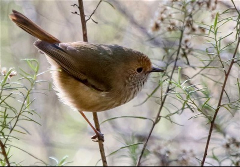 Birds Raise False Alarm to Scare Off Predators