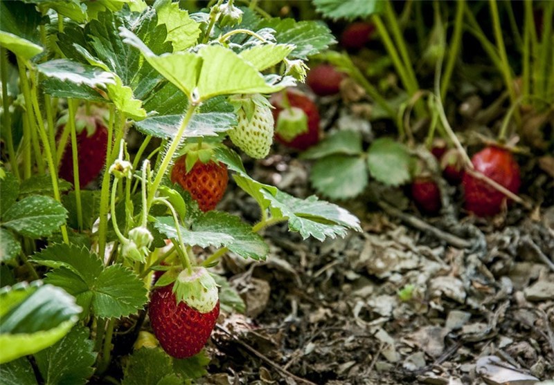 3 گلخانه‌ تولید توت‌فرنگی در مریوان افتتاح شد