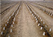 550 میلیون قطعه نشا گوجه فرنگی در اراضی استان بوشهر کشت می‌شود‌