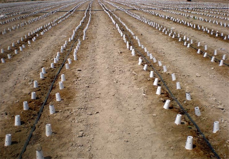 550 میلیون قطعه نشا گوجه فرنگی در اراضی استان بوشهر کشت می‌شود‌