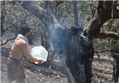 15 درصد از درختان‌تر در آتش سوزی‌های ایلام سوخت