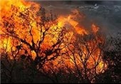 حریق به جان جنگل‌های کبیرکوه ‌ایلام افتاد/درختان بلوط همچنان در آتش می‌سوزند