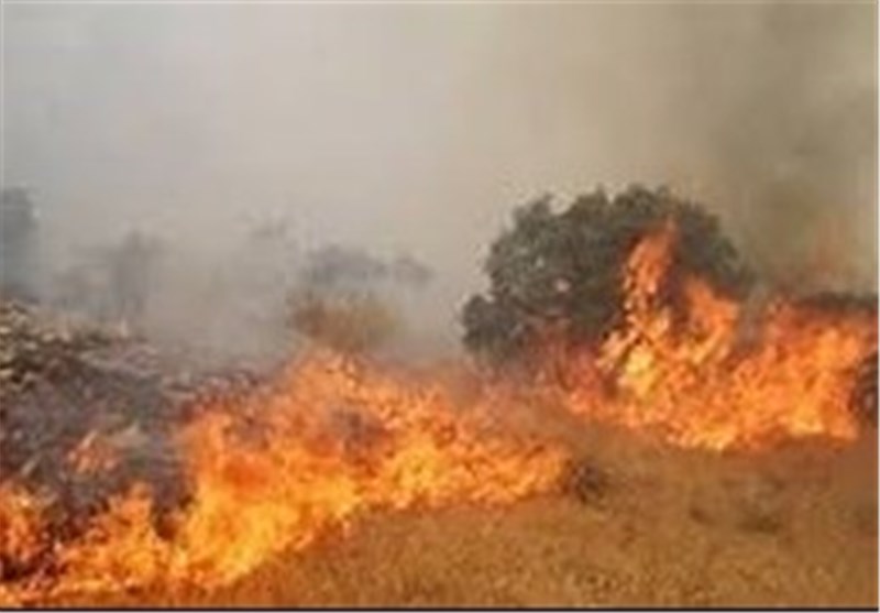 عامل آتش سوزی گسترده جنگل‌های بلوط شهرستان بدره دستگیر شد