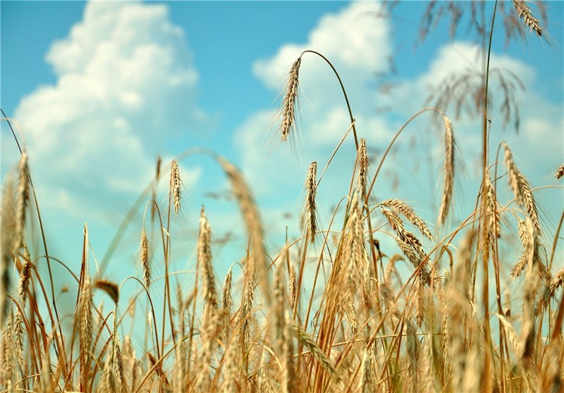 25 هزار تن گندم مازاد بر نیاز در شهرستان نمین تولید می‌شود