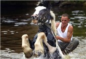تصاویر جشنواره اسب اپلبای