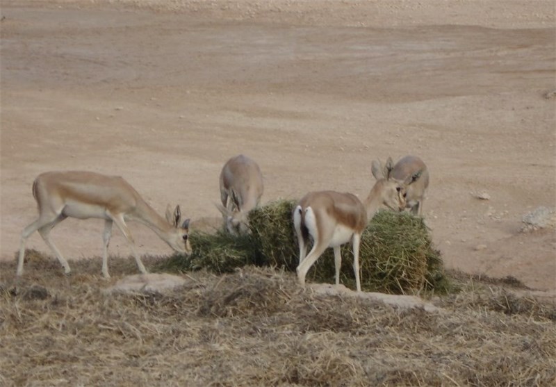 جمعیت وحوش و پستانداران شاخص مناطق شکار ممنوع دشتستان و تنگستان افزایش یافت