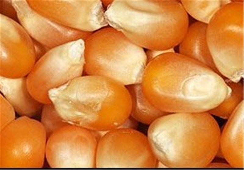 خرید تضمینی بیش از 2200 تن ذرت دانه‌ای در استان قزوین