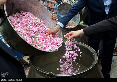 Rose Water Distillation in Tehran