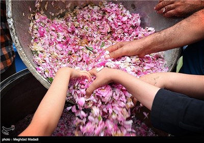 Rose Water Distillation in Tehran